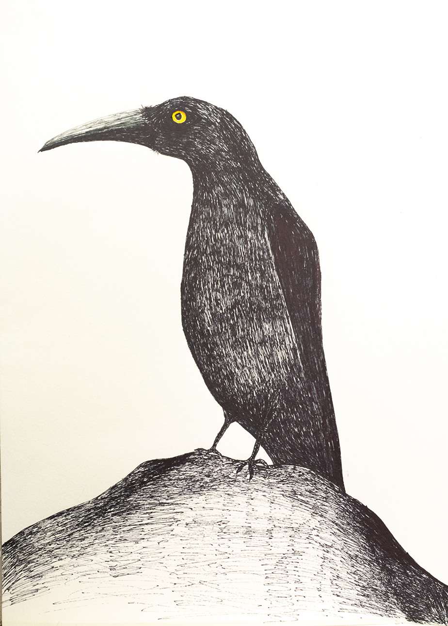 Currawong 3