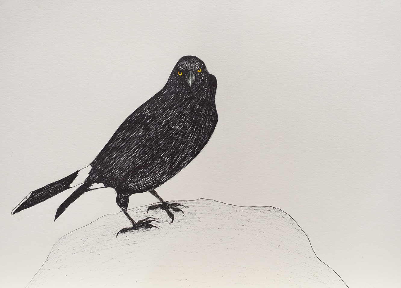 Currawong