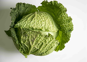Cabbage