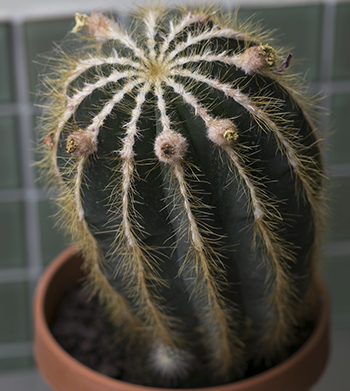 Cactus