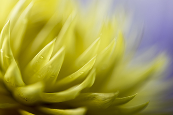 Yellow cactus flower