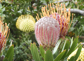 Protea 1