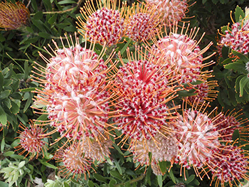 Protea 2