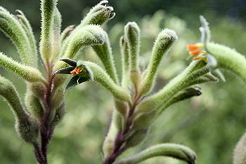 Kangaroo Paws